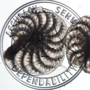 Foraminifera Slide ZA1-42 Sarcodina (amoeba) Foraminifera; predominantly beautiful, spiral shells of elphidium.