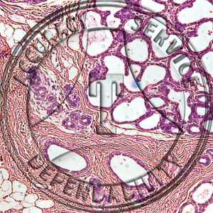 Mammary Gland Slide HN5-22 Genital system: female mammary gland; active, human, section.
