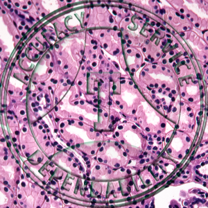 ZL9-17 Amphiuma Kidney Prepared Microscope Slide