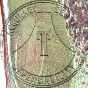 Zea Mays Embryo Prepared Microscope Slide