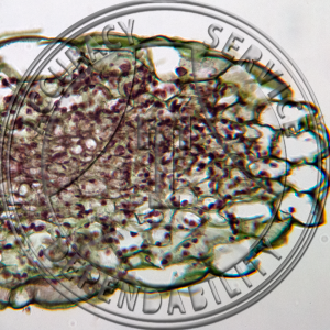 15-3B Brassica oleracea Hydathode Prepared Microscope Slide