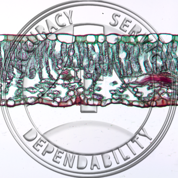 C-10 Hydrophytic, Mesophytic, & Xerophytic Leaves Prepared Microscope Slide Mesophytic Leaf