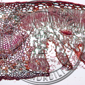 C-10 Hydrophytic, Mesophytic, & Xerophytic Leaves Prepared Microscope Slide Xerophytic Leaf