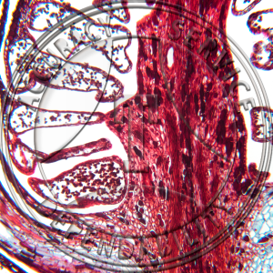 A-248-5 Sequoia sempervirens Male Cone LS Prepared Microscope Slide