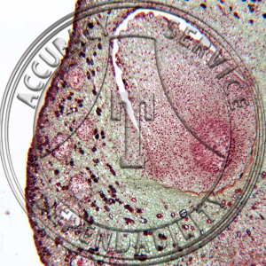 10-4E Ginkgo biloba Young Ovule Prepared Microscope Slide